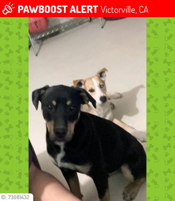 Lost Male Dog last seen Saguaro & Ferndale, Rd Mojave Drive Victorville, Victorville, CA 92394