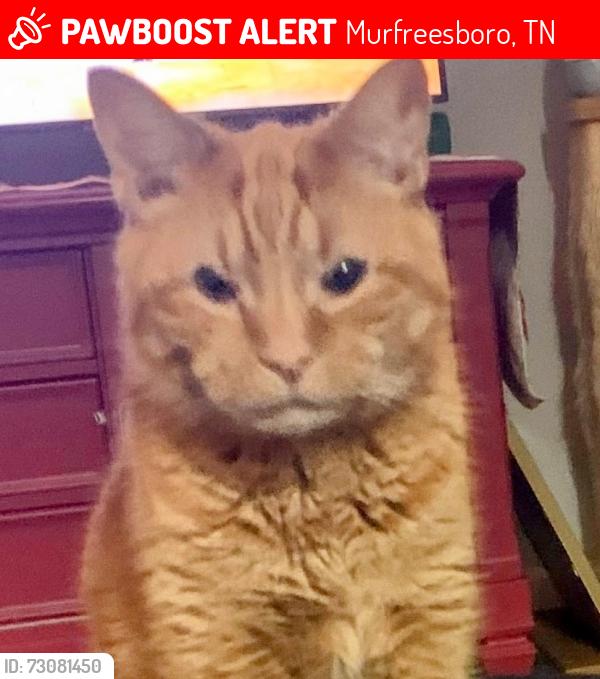 Lost Male Cat last seen Theresa and Tourmaline, Murfreesboro, TN 37128
