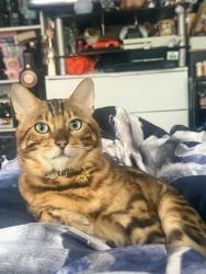 Lost Male Cat last seen On Waddon Road by the chicken shop, Greater London, England CR0 1AY