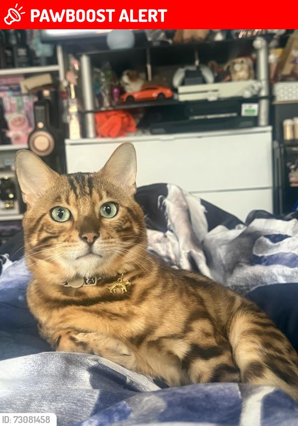 Lost Male Cat last seen On Waddon Road by the chicken shop, Greater London, England CR0 1AY