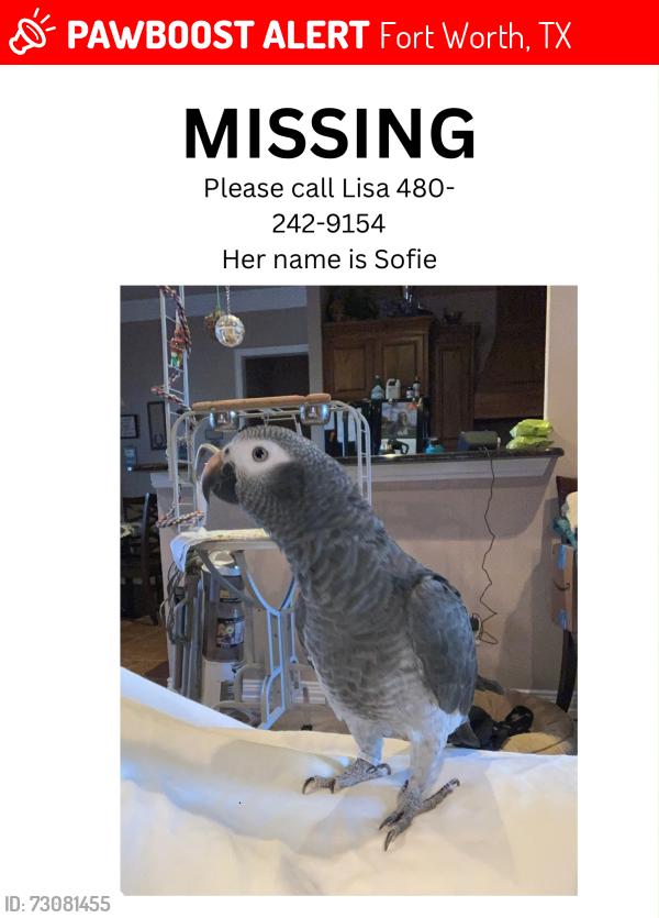 Lost Female Bird last seen Bonita oaks and viento oaks lane, Fort Worth, TX 76135