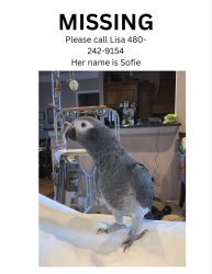 Lost Female Bird last seen Bonita oaks and viento oaks lane, Fort Worth, TX 76135