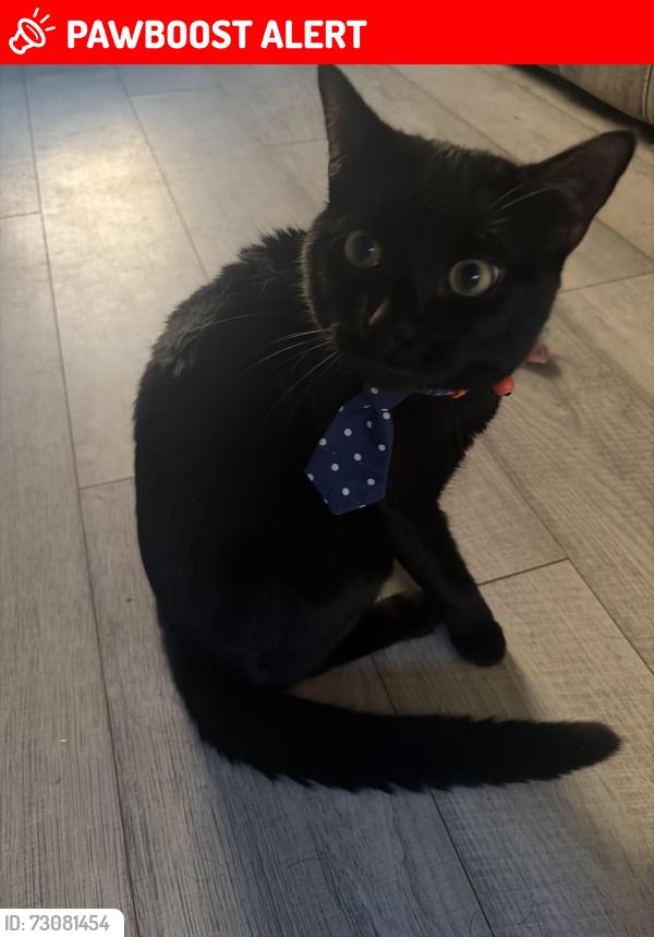 Lost Male Cat last seen In the hse, West Midlands, England DY3 2QN