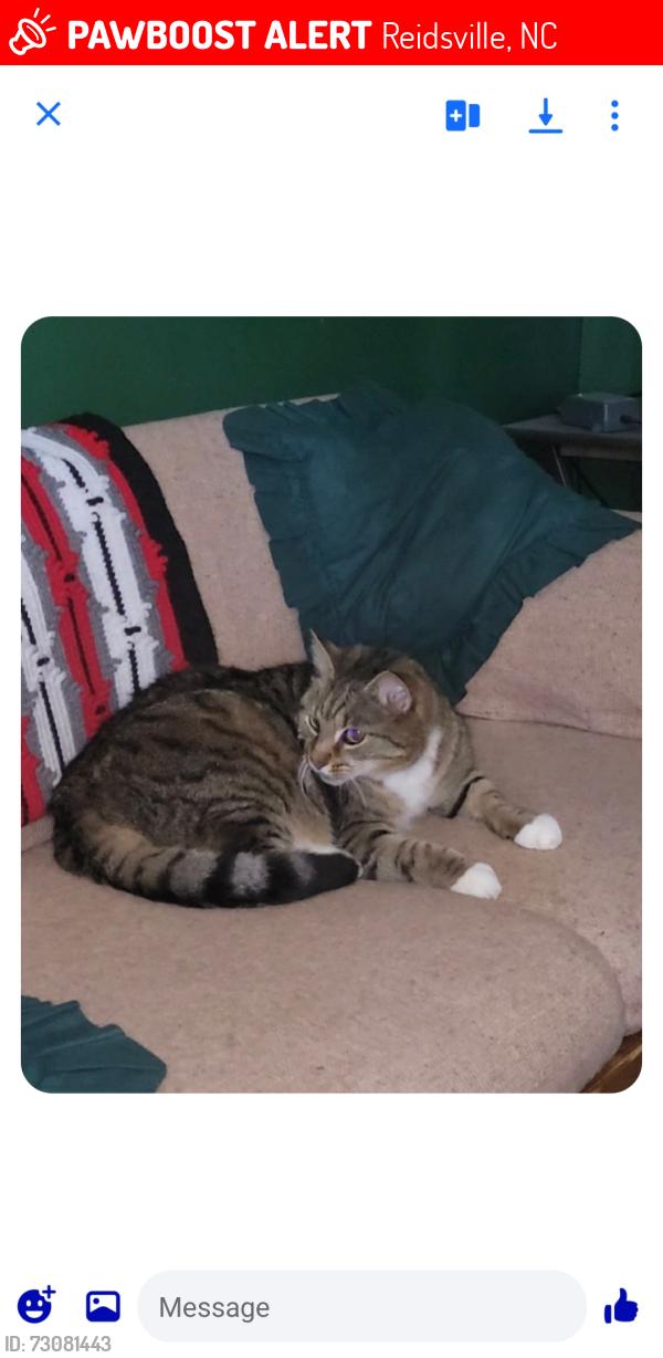 Lost Male Cat last seen 4H center cedar lane, Reidsville, NC 27320