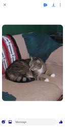 Lost Male Cat last seen 4H center cedar lane, Reidsville, NC 27320
