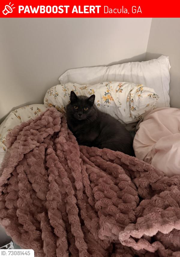 Lost Male Cat last seen brisbane dr, Dacula, GA 30019
