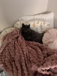 Lost Male Cat last seen brisbane dr, Dacula, GA 30019