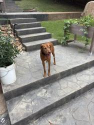Found/Stray Unknown Dog last seen Near Marigold Ln Longview Texas 75604, Longview, TX 75604