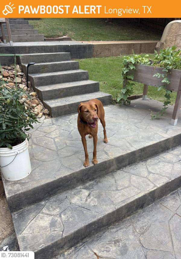 Found/Stray Unknown Dog last seen Near Marigold Ln Longview Texas 75604, Longview, TX 75604