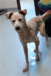 Shelter Stray Male Dog last seen Near BLOCK TRUTH CT, FAYETTEVILLE NC 28301, 4704 Corporation Dr, Fayetteville, NC 28306, USA