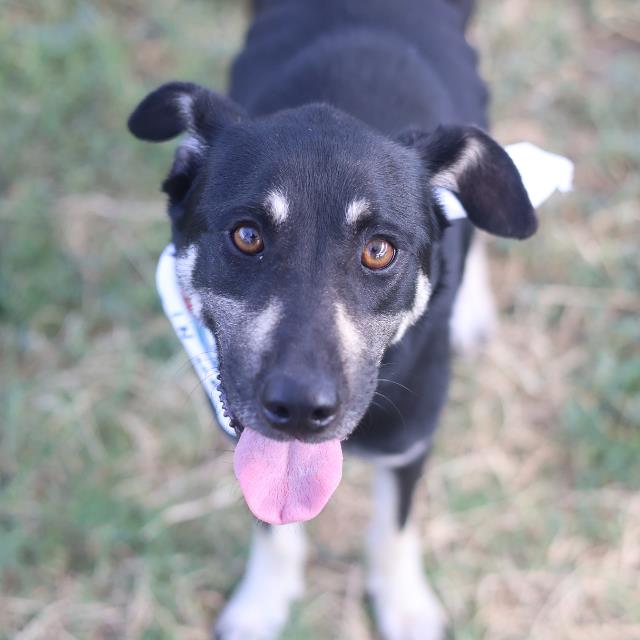 Shelter Stray Female Dog last seen Near BLOCK AARON, 4710 TX-151, San Antonio, TX 78227, USA