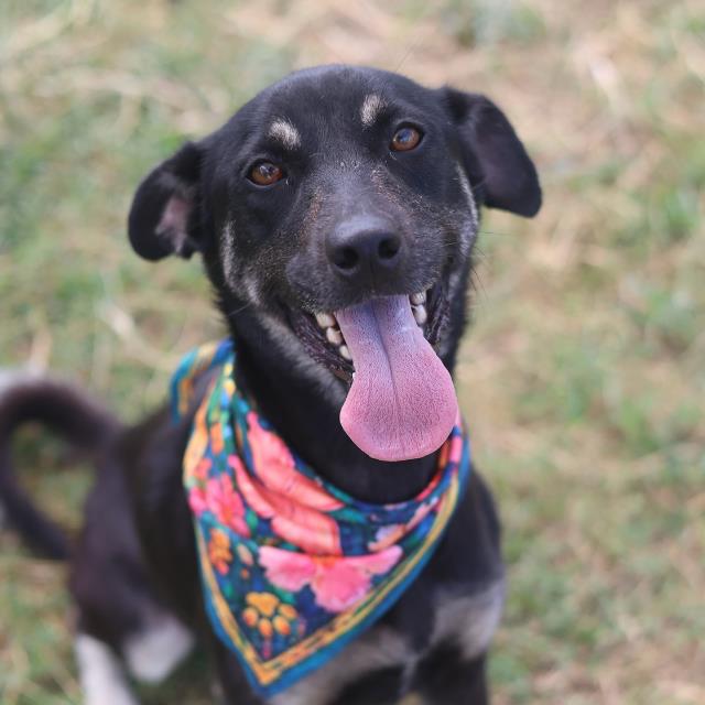 Shelter Stray Female Dog last seen Near BLOCK AARON, 4710 TX-151, San Antonio, TX 78227, USA
