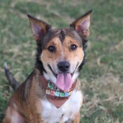 Shelter Stray Male Dog last seen Near BLOCK HORAL ST APT 103, 4710 TX-151, San Antonio, TX 78227, USA
