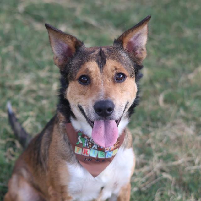 Shelter Stray Male Dog last seen Near BLOCK HORAL ST APT 103, 4710 TX-151, San Antonio, TX 78227, USA