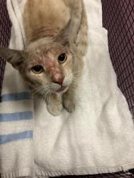 Shelter Stray Male Cat last seen Near BLOCK CEDAR AVE, LONG BEACH CA, 7700 E Spring St, Long Beach, CA 90815, USA