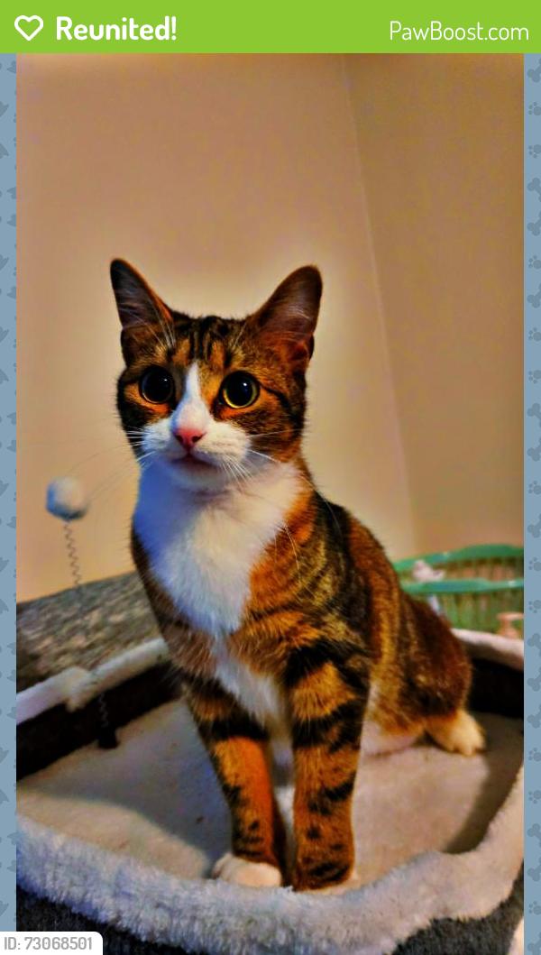 Reunited Female Cat last seen Lawrence rd and willow creek rd is the closest cross street, Wake Forest, NC 27587