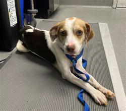 Shelter Stray Male Dog last seen 6TH ST X HOWARD, 1419 Bryant St, San Francisco, CA 94103, USA