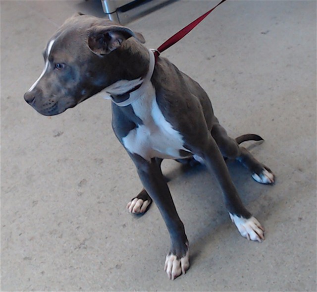 Shelter Stray Female Dog last seen Near BLOCK MASON, 1419 Bryant St, San Francisco, CA 94103, USA