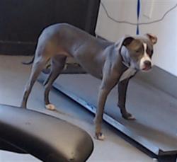 Shelter Stray Female Dog last seen Near BLOCK MASON, 1419 Bryant St, San Francisco, CA 94103, USA