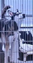 Shelter Stray Female Dog last seen ALAMO SQUARE, 1419 Bryant St, San Francisco, CA 94103, USA