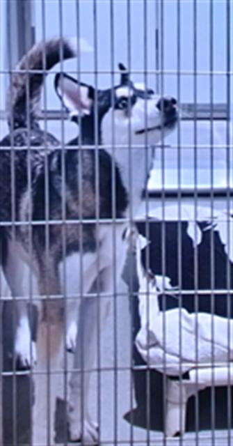 Shelter Stray Female Dog last seen ALAMO SQUARE, 1419 Bryant St, San Francisco, CA 94103, USA