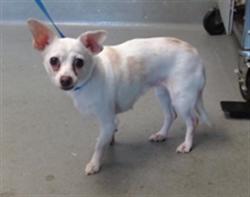 Shelter Stray Female Dog last seen 3RD/EVANS, 1419 Bryant St, San Francisco, CA 94103, USA