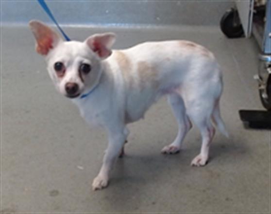 Shelter Stray Female Dog last seen 3RD/EVANS, 1419 Bryant St, San Francisco, CA 94103, USA