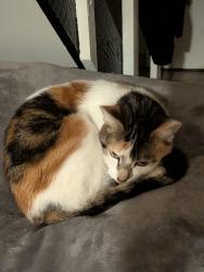 Reunited Female Cat last seen 76th street , Queens, NY 11421