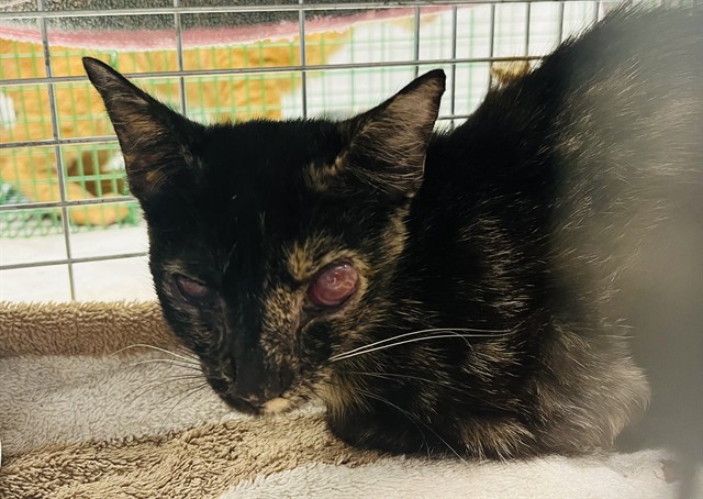 Shelter Stray Female Cat last seen W SEMINOLE AVE EUSTIS, 12280 County Rd 448, Tavares, FL 32778, USA