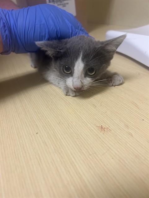 Shelter Stray Female Cat last seen PST & 5TH, 2127 Front St, Sacramento, CA 95818, USA