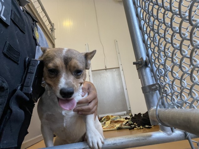 Shelter Stray Female Dog last seen Near BLOCK KALEI CT, PERRIS CA 92571, 581 S Grand Ave, San Jacinto, CA 92582, USA