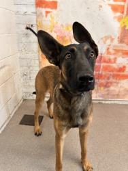 Shelter Stray Male Dog last seen PARKRIDGE X WINDCREST, 333 Chandler Pl, San Bernardino, CA 92408, USA