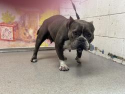 Shelter Stray Female Dog last seen PERRIS HILL RD X PACIFIC ST, 333 Chandler Pl, San Bernardino, CA 92408, USA