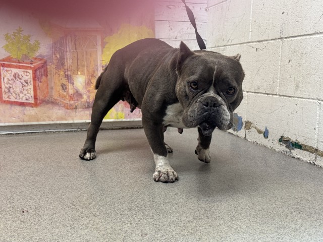 Shelter Stray Female Dog last seen PERRIS HILL RD X PACIFIC ST, 333 Chandler Pl, San Bernardino, CA 92408, USA