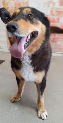 Shelter Stray Female Dog last seen MILL AND RANCHO, 333 Chandler Pl, San Bernardino, CA 92408, USA