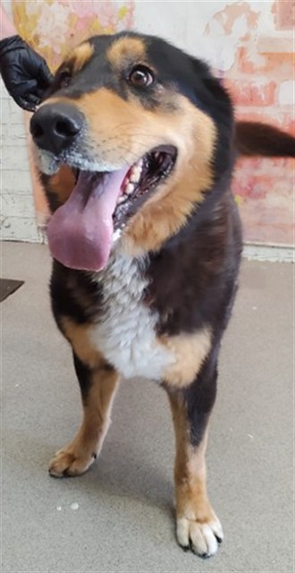 Shelter Stray Female Dog last seen MILL AND RANCHO, 333 Chandler Pl, San Bernardino, CA 92408, USA