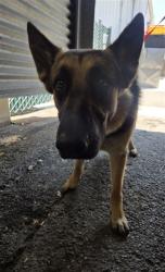 Shelter Stray Male Dog last seen , 333 Chandler Pl, San Bernardino, CA 92408, USA