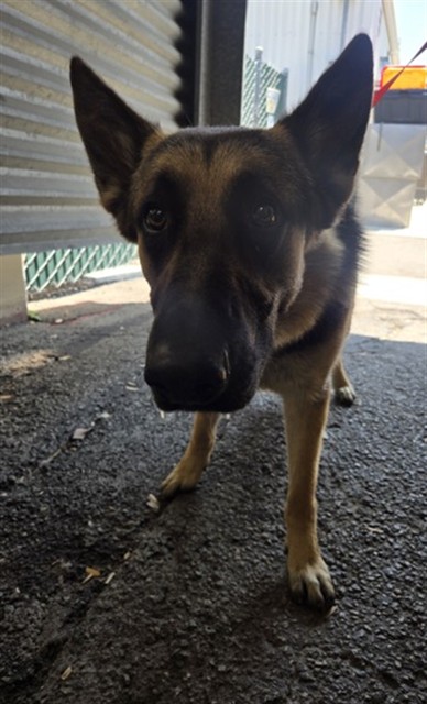 Shelter Stray Male Dog last seen , 333 Chandler Pl, San Bernardino, CA 92408, USA