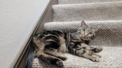 Reunited Male Cat last seen Near Elverton Drive, Oakland, CA 94611, Oakland, CA 94611