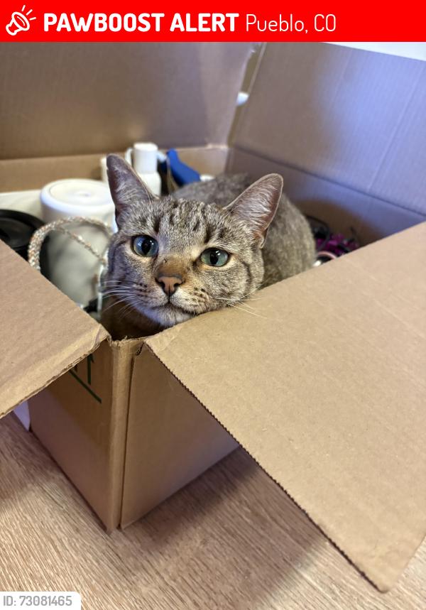 Lost Female Cat last seen ENT Credit union in Rye, CO, Pueblo, CO 81004