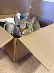 Lost Female Cat last seen ENT Credit union in Rye, CO, Pueblo, CO 81004