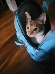 Reunited Female Cat last seen 105th Cottage Grove Ave, Chicago, IL 60628