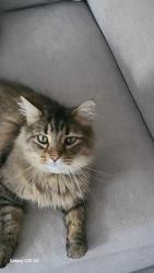 Lost Male Cat last seen Som Center rd, Willoughby, OH 44094