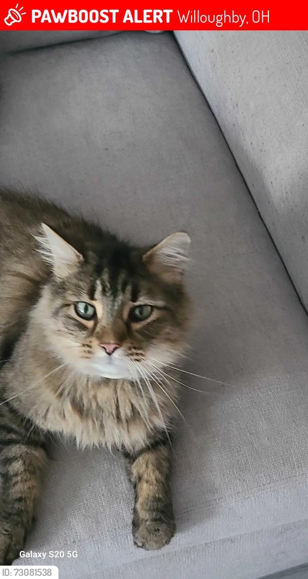Lost Male Cat last seen Som Center rd, Willoughby, OH 44094