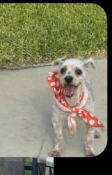Lost Male Dog last seen Near San Isidro & highway (sierra ranch), Laredo, TX 78040