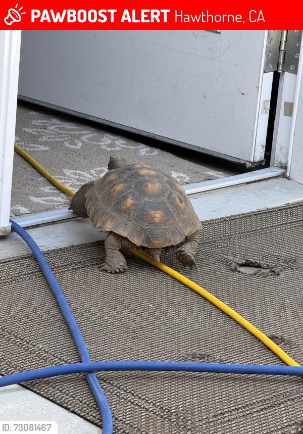 Lost Male Reptile last seen La Cienega, Hawthorne, CA 90250