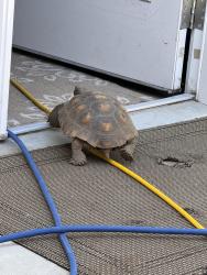 Lost Male Reptile last seen La Cienega, Hawthorne, CA 90250