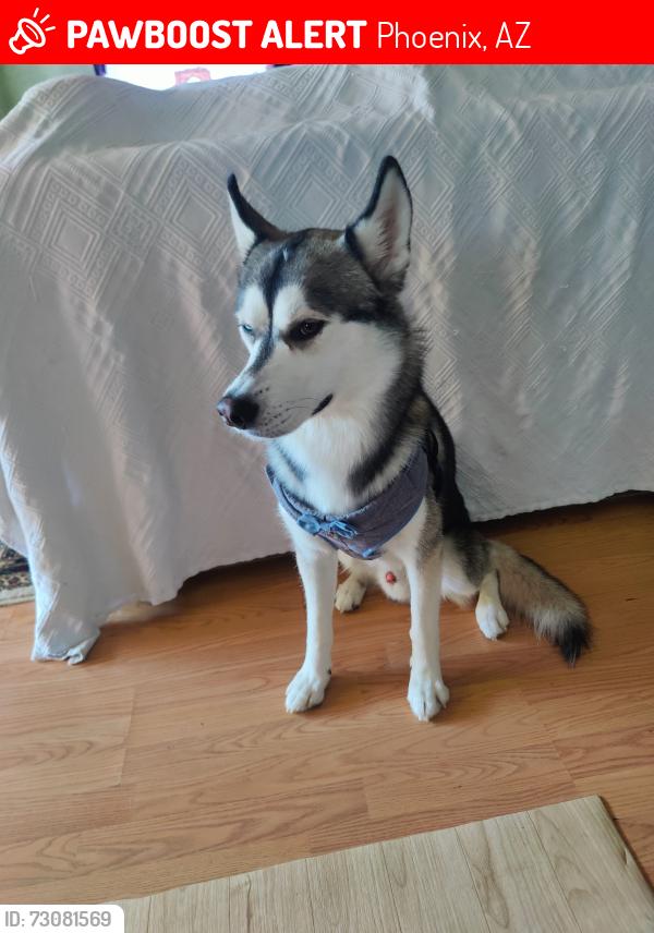 Lost Male Dog last seen Near n 26 th st., Phoenix, AZ 85024