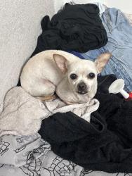 Found/Stray Female Dog last seen Westover on 80 apmts, Mesquite, TX 75150