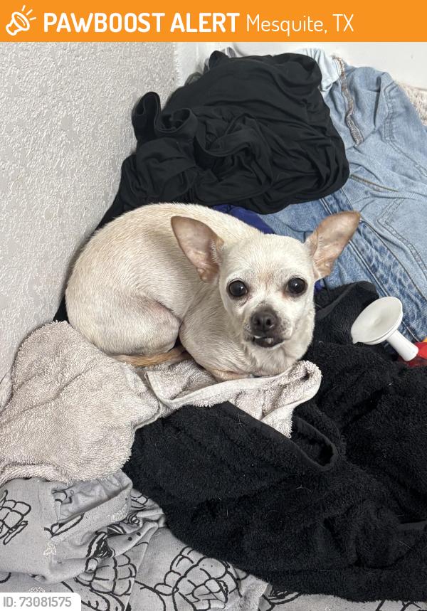 Found/Stray Female Dog last seen Westover on 80 apmts, Mesquite, TX 75150